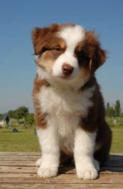 austrailian-shepherd-puppy